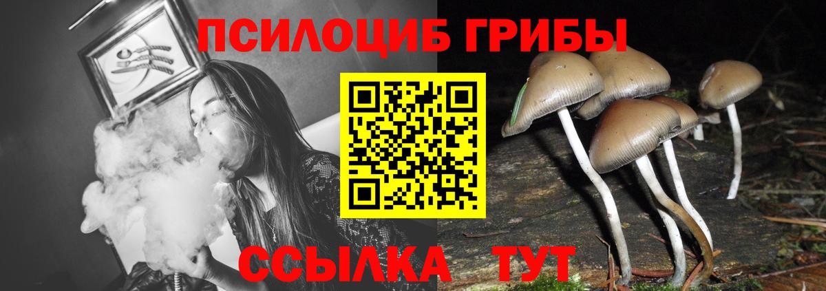 Галлюциногенные грибы Psilocybe Строитель